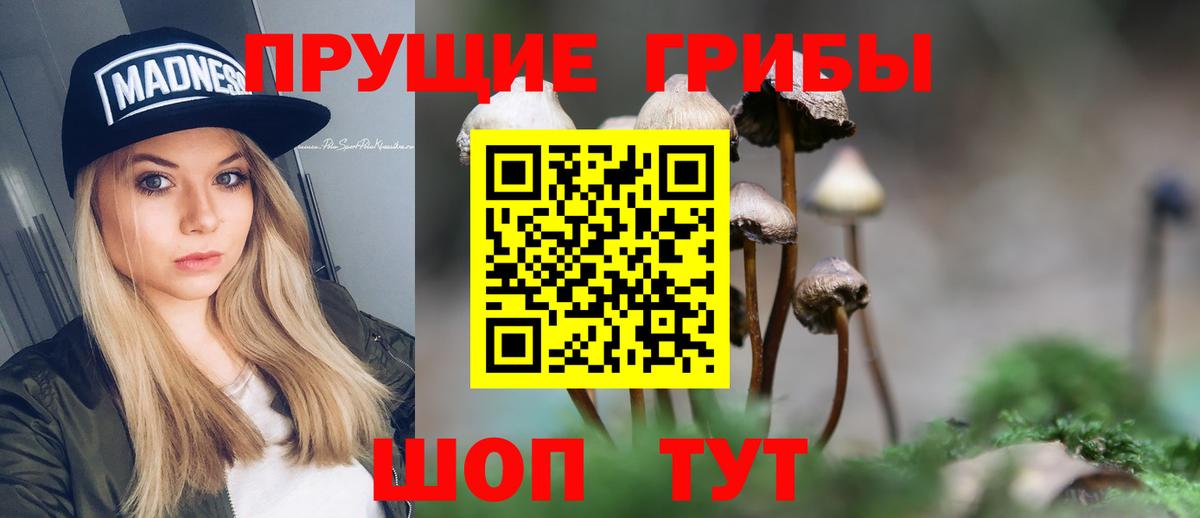 Псилоцибиновые грибы Psilocybine cubensis Димитровград